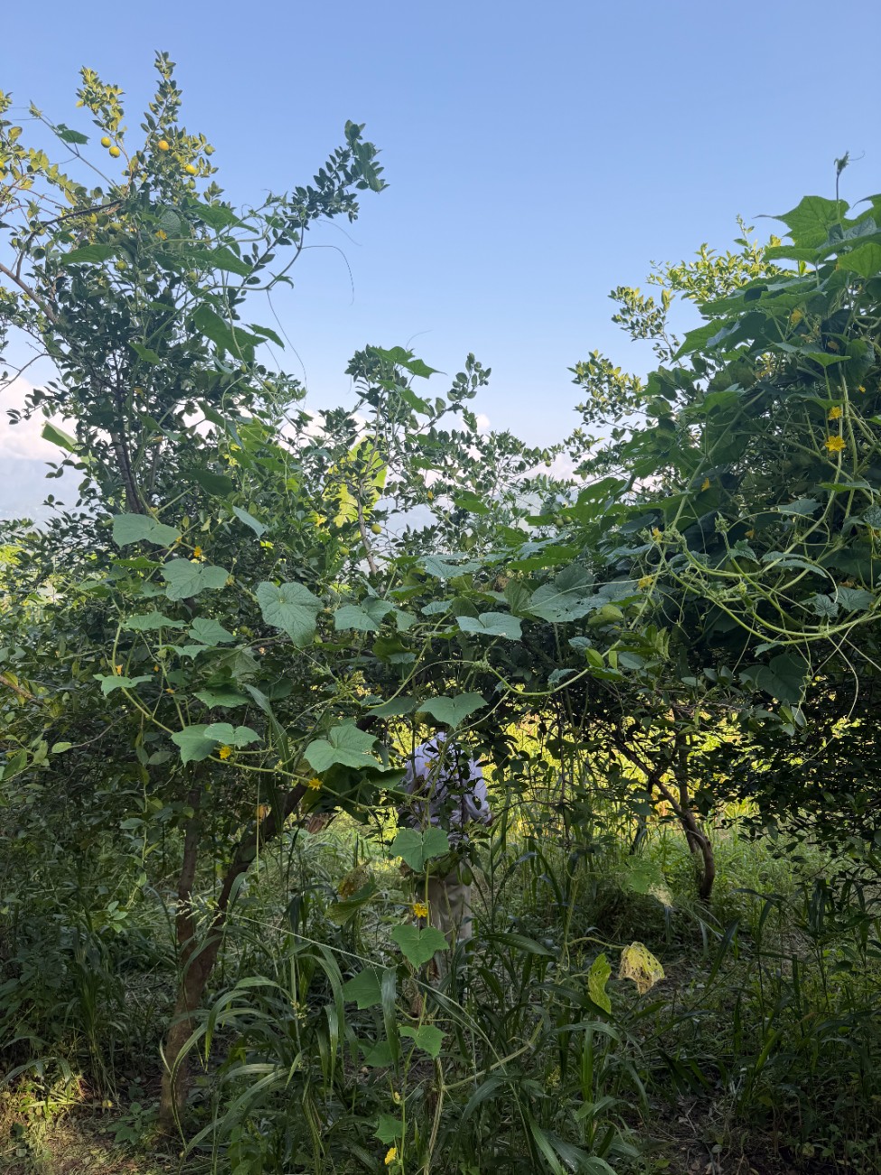 Preparing Plantation Land